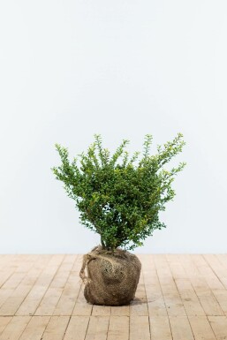 Chinese Hulst / Ilex Crenata Convexa