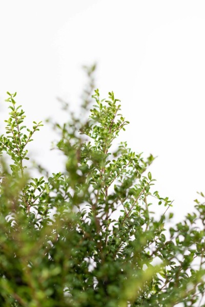 Chinese Hulst / Ilex Crenata Convexa 40-50 cm