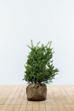 Chinese Hulst Ilex crenata Convexa Haag 50-60 Kluit Chinese Hulst / Ilex Crenata Convexa 50-60 cm