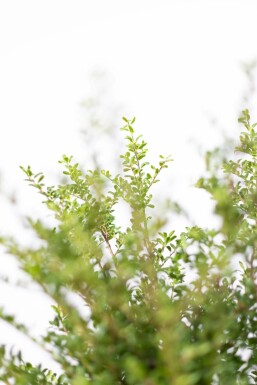 Chinese Hulst / Ilex Crenata Convexa 50-60 cm