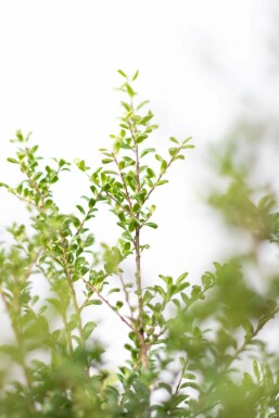 Chinese Hulst / Ilex Crenata Convexa 50-60 cm