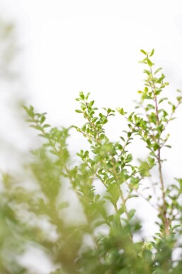 Chinese Hulst / Ilex Crenata Convexa 50-60 cm