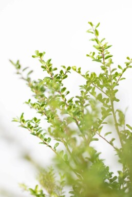 Chinese Hulst / Ilex Crenata Convexa 50-60 cm