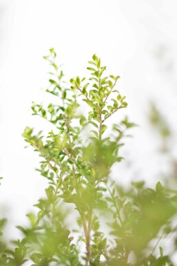 Chinese Hulst / Ilex Crenata Convexa 50-60 cm