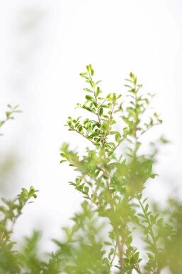 Chinese Hulst / Ilex Crenata Convexa 50-60 cm