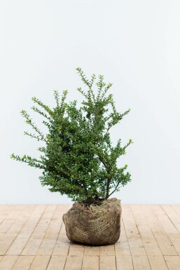 Chinese Hulst / Ilex Crenata Convexa 60-80 cm