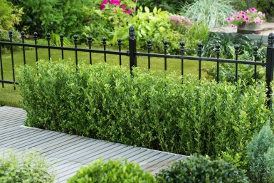 Japanse Hulst / Ilex Crenata Caroline Upright 20-30 cm
