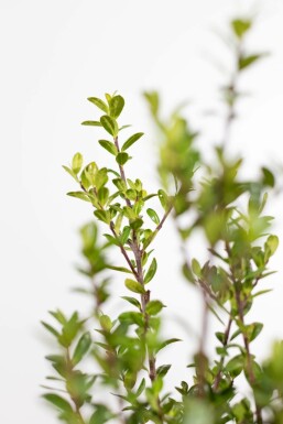 Japanse Hulst / Ilex Crenata Caroline Upright 30-40 cm