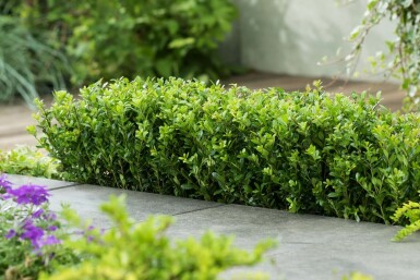 Japanse Hulst / Ilex Crenata Caroline Upright 30-40 cm
