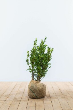 Japanse Hulst / Ilex Crenata Caroline Upright 40-60 cm