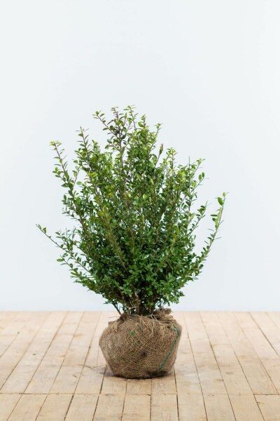 Japanse Hulst / Ilex Crenata Caroline Upright 60-80 cm