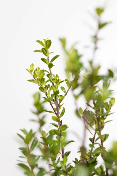 Japanse Hulst / Ilex Crenata Caroline Upright 60-80 cm