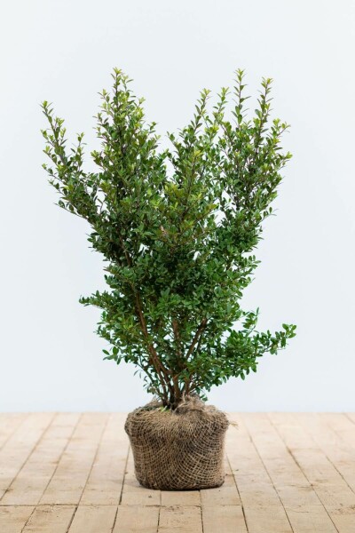 Japanse Hulst / Ilex Crenata Dark Green 40-60 cm