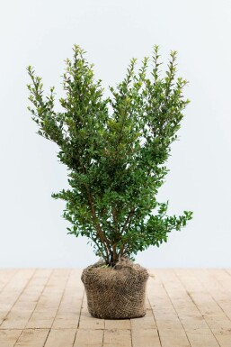 Japanse Hulst / Ilex Crenata Dark Green