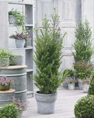 Japanse Hulst / Ilex Crenata Dark Green 40-60 cm