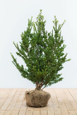 Japanse Hulst Ilex crenata Dark Green Haag 80-100 Kluit Japanse Hulst / Ilex Crenata Dark Green 80-100 cm