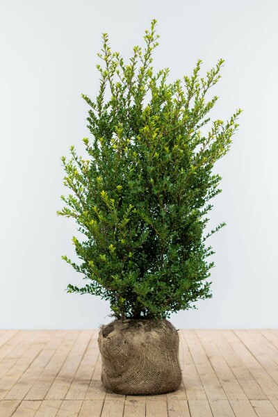 Japanse Hulst / Ilex Crenata Dark Green 100-125 cm