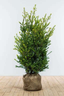 Japanse Hulst / Ilex Crenata Dark Green