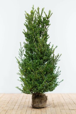 Japanse Hulst / Ilex Crenata Dark Green