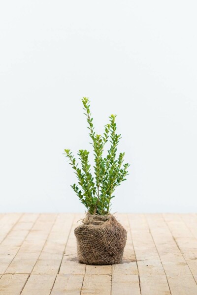 Japanse Hulst / Ilex Crenata Green Hedge 15-20 cm