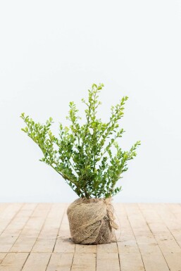 Japanse Hulst Ilex crenata Green Hedge Haag 30-40 Pot Japanse Hulst / Ilex Crenata Green Hedge 30-40 cm