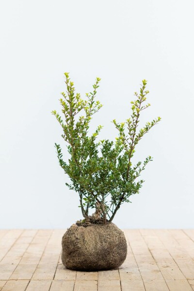 Japanse Hulst / Ilex Crenata Green Hedge 40-60 cm