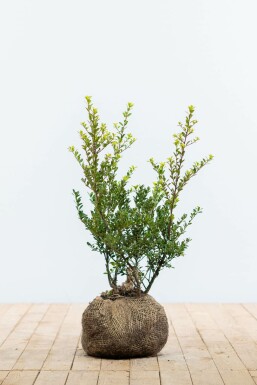 Japanse Hulst Ilex crenata Green Hedge Haag 40-60 Kluit Japanse Hulst / Ilex Crenata Green Hedge 40-60 cm