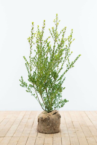 Japanse Hulst / Ilex Crenata Green Hedge 60-80 cm