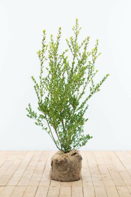 Japanse Hulst Ilex crenata Green Hedge Haag 60-80 Kluit Japanse Hulst / Ilex Crenata Green Hedge 60-80 cm