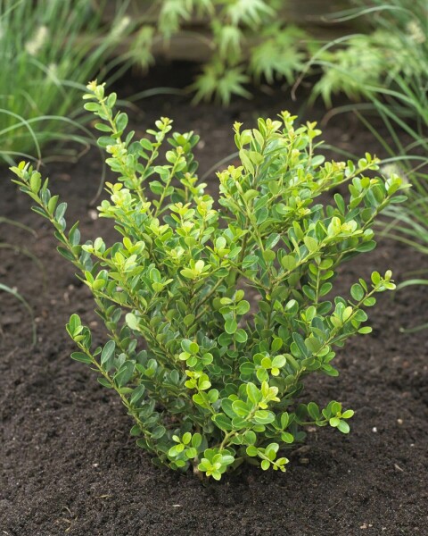 Japanse Hulst / Ilex Crenata Green Hedge 60-80 cm