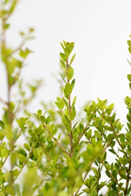 Japanse Hulst / Ilex Crenata Green Hedge 60-80 cm