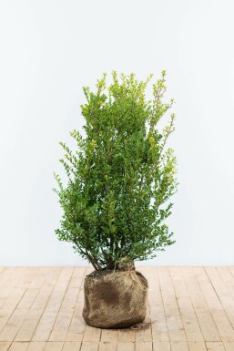 Japanse Hulst / Ilex Crenata Green Hedge 80-100 cm