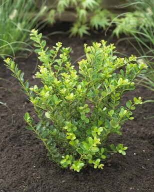 Japanse Hulst / Ilex Crenata Green Hedge 80-100 cm