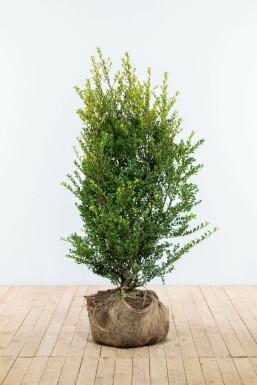 Japanse Hulst Ilex crenata Green Hedge Haag 100-125 Kluit Japanse Hulst / Ilex Crenata Green Hedge 100-125 cm