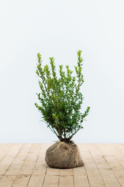 Japanse Hulst / Ilex Maximowicziana Kanehirae 30-40 cm