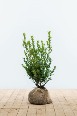 Japanse Hulst Ilex Maximowicziana Kanehirae Haag 30-40 Pot Japanse Hulst / Ilex Maximowicziana Kanehirae 30-40 cm