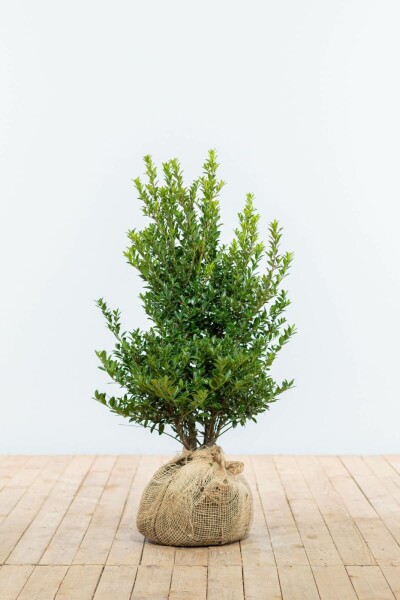 Japanse Hulst / Ilex Maximowicziana Kanehirae 60-80 cm