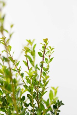 Japanse Hulst / Ilex Maximowicziana Kanehirae 100-125 cm