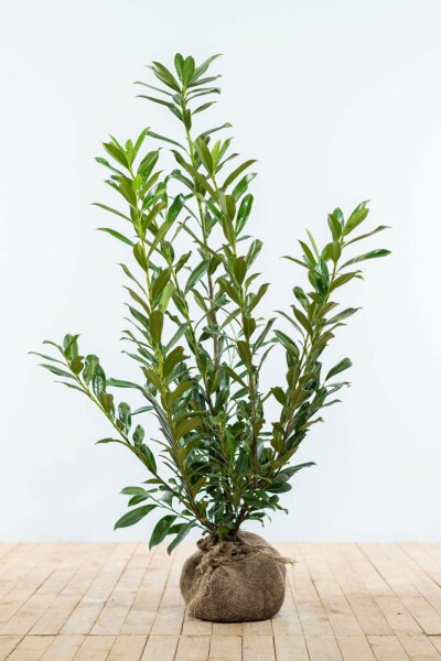 Laurierkers / Prunus Laurocerasus Caucasica 100-125 cm