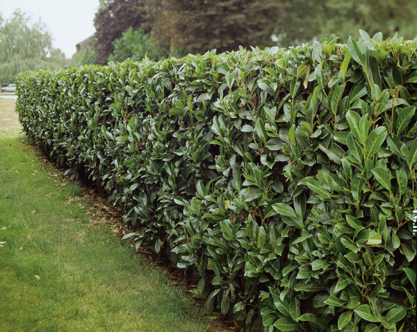 Laurierkers / Prunus Laurocerasus Caucasica 125-150 cm