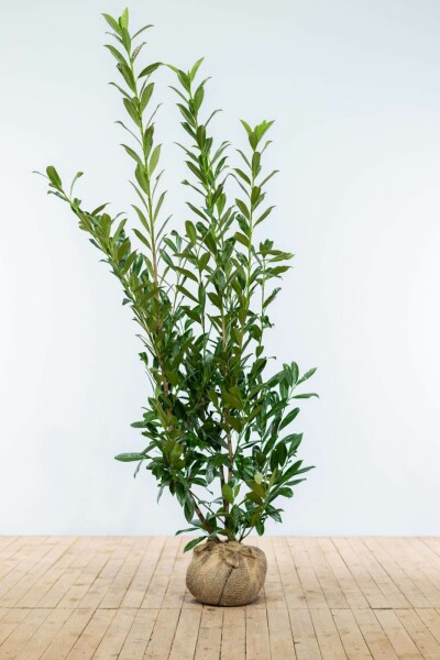 Laurierkers / Prunus Laurocerasus Caucasica 150-175 cm