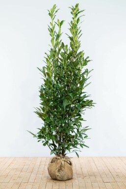 Laurierkers Prunus laurocerasus Caucasica Haag 175-200 Kluit Laurierkers / Prunus Laurocerasus Caucasica 175-200 cm