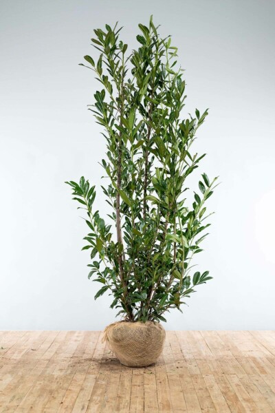 Laurierkers / Prunus Laurocerasus Caucasica 200-225 cm