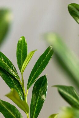 Laurierkers / Prunus Laurocerasus Caucasica 200-225 cm