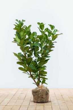 Laurierkers / Prunus Laurocerasus Etna 60-80 cm