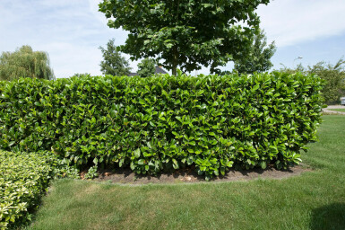 Laurierkers / Prunus Laurocerasus Etna 60-80 cm