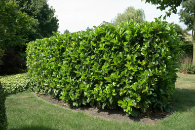 Laurierkers / Prunus Laurocerasus Etna 60-80 cm