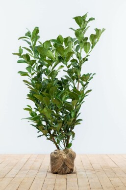 Laurierkers / Prunus Laurocerasus Etna 80-100 cm