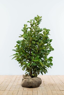 Laurierkers Prunus laurocerasus Etna Haag 100-125 Kluit Laurierkers / Prunus Laurocerasus Etna 100-125 cm