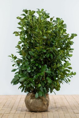 Laurierkers / Prunus Laurocerasus Etna 125-150 cm